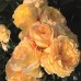 Троянда Лампіон (Роза Lampion)